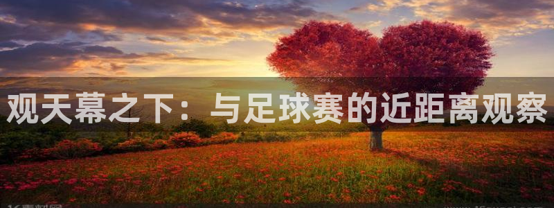  观天幕之下：与足球赛的近距离观察