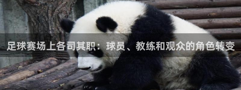 足球赛场上各司其职：球员、教练和观众